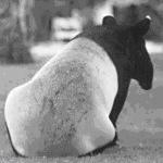 tapir-gri-150x150 tapir-gri-150x150