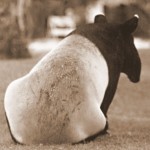 tapir-sepia tapir-sepia